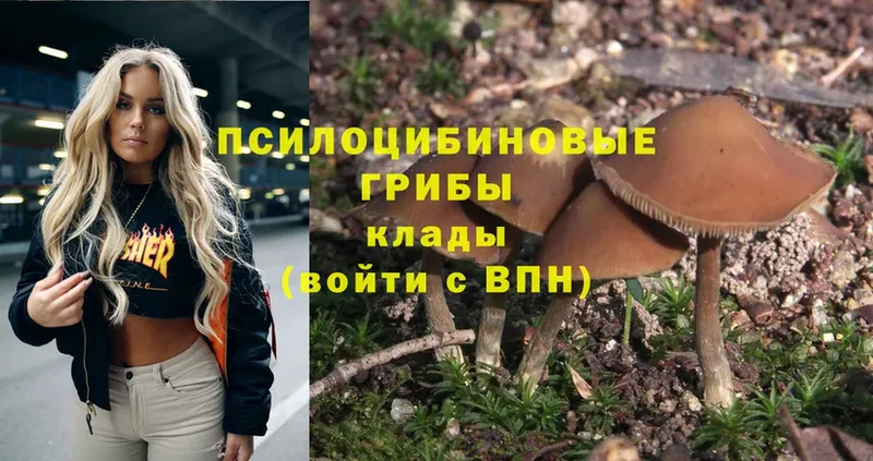 наркошоп  Берёзовский  Псилоцибиновые грибы Psilocybe 